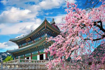 Cherry blossoms in spring, Seoul in Korea. Travel to South Korea