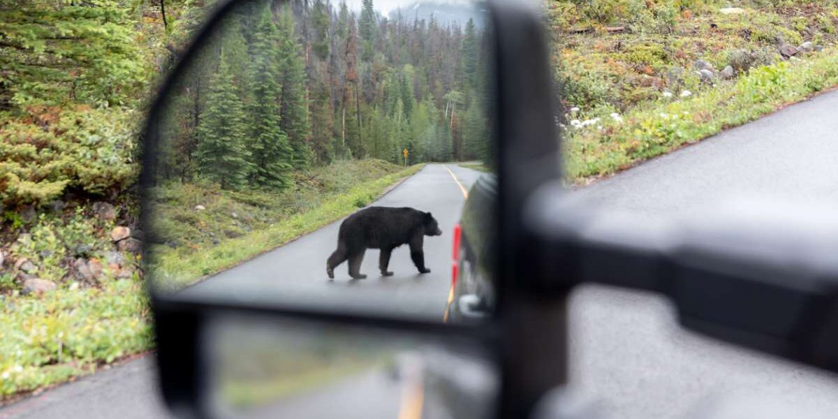 black-bear-in-canada a black bear crossing the road in Jasper National Park, Canada, where visitors are advised to buy travel insurance for Canada