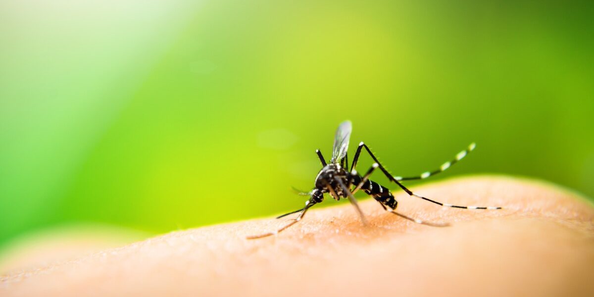mosquito-on-arm a mosquito drinking from an arm, highlighting the importance of malaria prevention and checking vaccination requirements for traveling abroad